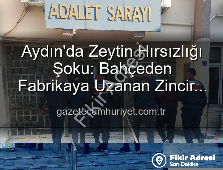 zeytin hırsızlığı - Aydın'da Şok Eden Zeytin Hırsızlığı: Bahçeden Fabrikaya Uzanan Zincir Çökertildi!