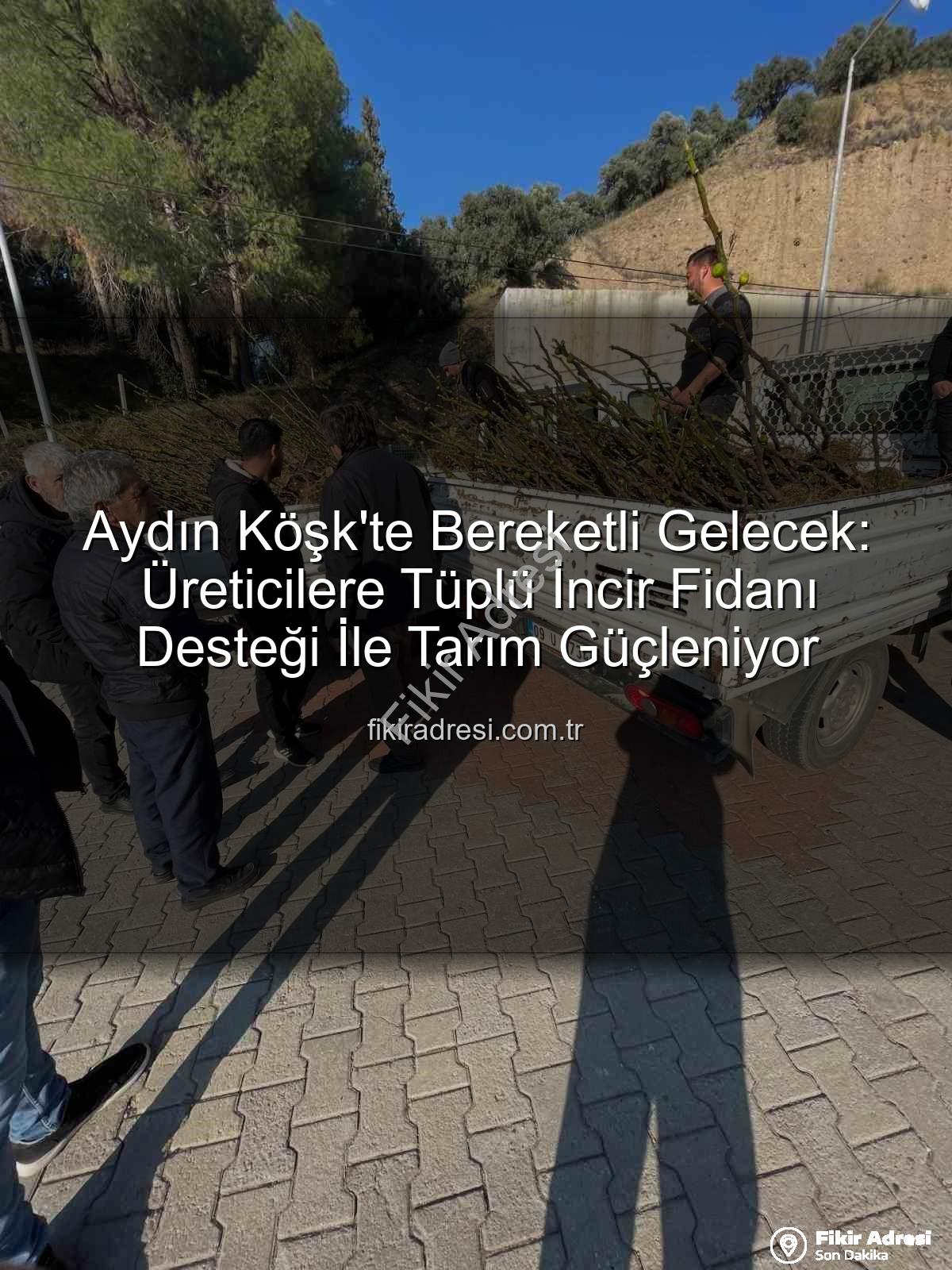 tüplü incir fidanı - Aydın Köşk'te Bereketli Gelecek: Üreticilere Tüplü İncir Fidanı Desteği İle Tarım Güçleniyor