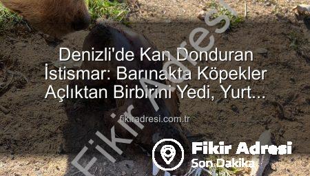 Denizli’de Kan Donduran İstismar: Barınakta Köpekler Açlıktan Birbirini Yedi, Yurt Dışından Bağışlar Çöpe Gitti