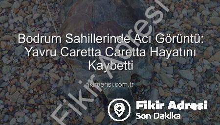 Bodrum Sahillerinde Üzücü Görüntü: Yavru Caretta Caretta Hayatını Kaybetti