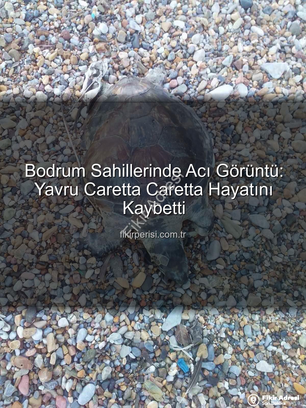 yavru caretta caretta - Bodrum Sahillerinde Üzücü Görüntü: Yavru Caretta Caretta Hayatını Kaybetti