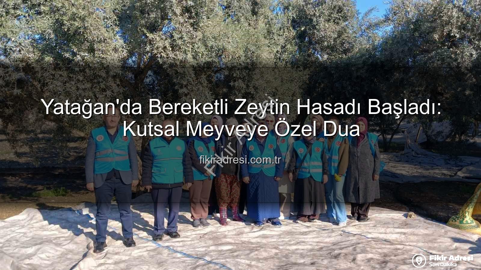 Yatağan zeytin hasadı - Yatağan'da Bereketli Zeytin Hasadı Başladı: Kutsal Meyveye Özel Dua