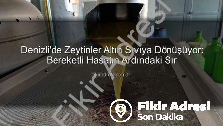 Denizli’de Zeytinler Altın Sıvıya Dönüşüyor: Bereketli Hasatın Ardındaki Sır