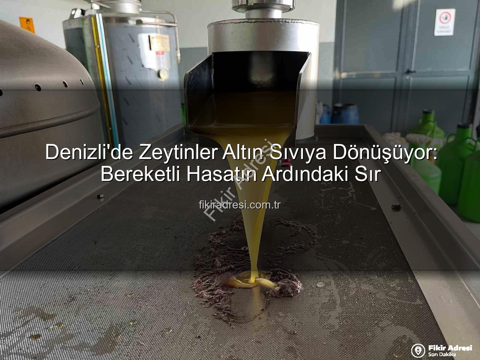 zeytin hasadı - Denizli'de Zeytinler Altın Sıvıya Dönüşüyor: Bereketli Hasatın Ardındaki Sır