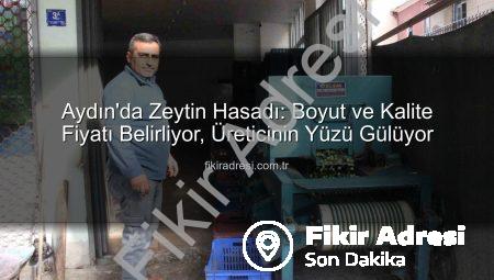 Aydın’da Zeytin Hasadı: Boyut ve Kalite Fiyatı Belirliyor, Üreticinin Yüzü Gülüyor