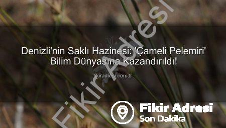 Denizli’nin Saklı Hazinesi: ‘Çameli Pelemiri’ Bilim Dünyasına Kazandırıldı!