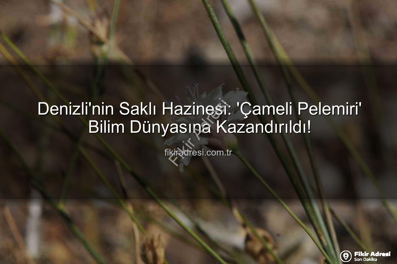 Çameli pelemiri - Denizli'nin Saklı Hazinesi: 'Çameli Pelemiri' Bilim Dünyasına Kazandırıldı!