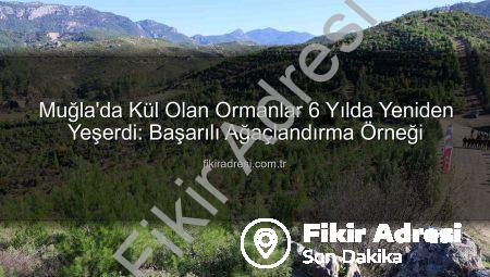Muğla’da Kül Olan Ormanlar 6 Yılda Yeniden Yeşerdi: Başarılı Ağaçlandırma Örneği