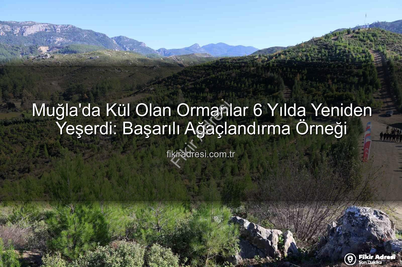 Muğla'da Kül Olan Ormanlar 6 Yılda Yeniden Yeşerdi: Başarılı Ağaçlandırma Örneği