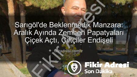 Sarıgöl’de Beklenmedik Manzara: Aralık Ayında Zemheri Papatyaları Çiçek Açtı, Çiftçiler Endişeli