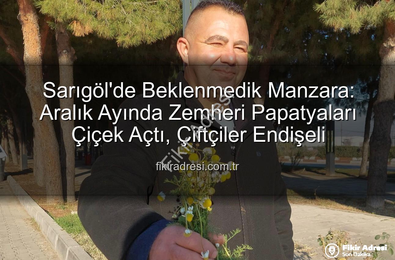 Sarıgöl'de Beklenmedik Manzara: Aralık Ayında Zemheri Papatyaları Çiçek Açtı, Çiftçiler Endişeli