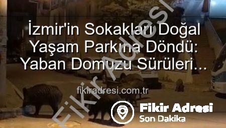 İzmir’in Sokakları Doğal Yaşam Parkına Döndü: Yaban Domuzu Sürüleri Şehirde!