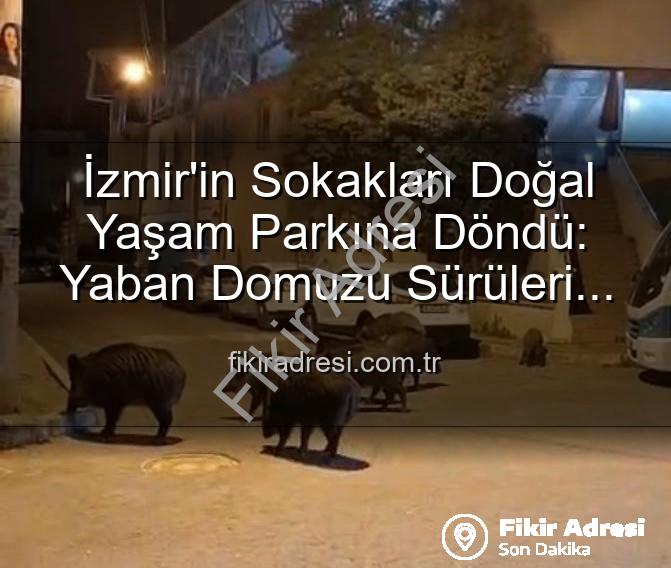 yaban domuzu - İzmir'in Sokakları Doğal Yaşam Parkına Döndü: Yaban Domuzu Sürüleri Şehirde!